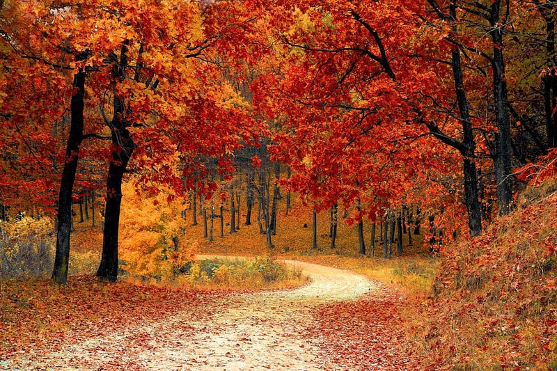Autumn Scenic Drive